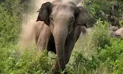 തൃശൂര്‍ പീച്ചിയില്‍ കാട്ടാന ആക്രമണം; യുവാവിന് ദാരുണാന്ത്യം