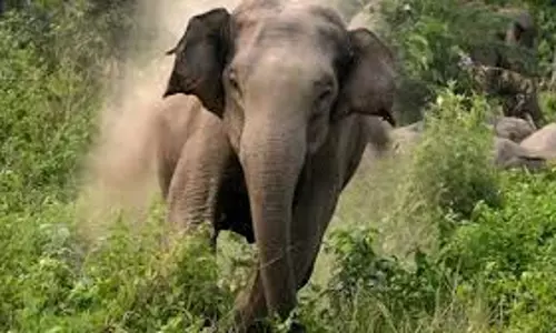 തൃശൂര്‍ പീച്ചിയില്‍ കാട്ടാന ആക്രമണം; യുവാവിന് ദാരുണാന്ത്യം