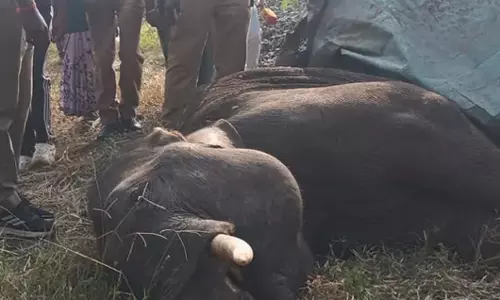 വാളയാറില്‍ ട്രെയിനിടിച്ച് കാട്ടാനക്കുട്ടി ചത്തു