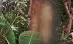 കോഴിക്കോട് ഒളവണ്ണയില്‍ പൂച്ചയെ കൊന്ന് മരത്തില്‍ കെട്ടിത്തൂക്കി