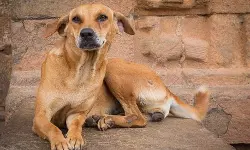 തിരുവനന്തപുരത്ത് മൂന്നുവയസുകാരനെ തെരുവുനായ ആക്രമിച്ചു