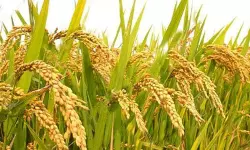 നെല്ലുസംഭരണത്തിനായി കേരളം നല്‍കുന്ന ബോണസ് നിര്‍ത്തണമെന്ന് കേന്ദ്രം