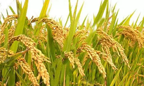 നെല്ലുസംഭരണത്തിനായി കേരളം നല്‍കുന്ന ബോണസ് നിര്‍ത്തണമെന്ന് കേന്ദ്രം