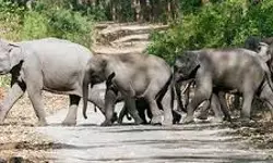 ഹസാരിബാഗില്‍ കാട്ടാനാക്രമണം; ഒരു കുടുംബത്തിലെ നാലു പേര്‍ ഉള്‍പ്പെടെ ആറു മരണം