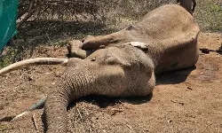 മുതുമല കടുവസങ്കേതത്തിന്റെ ഭാഗമായ മസിനഗുഡിയിലെ ജനപ്രിയ കാട്ടുകൊമ്പന്‍ റിവാള്‍ഡോ ചത്തു