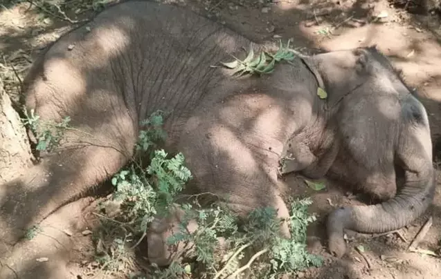 മസിനഗുഡിയില് കാട്ടാനക്കുട്ടി ചത്തു മസിനഗുഡിയില് കാട്ടാനക്കുട്ടി ചത്തു