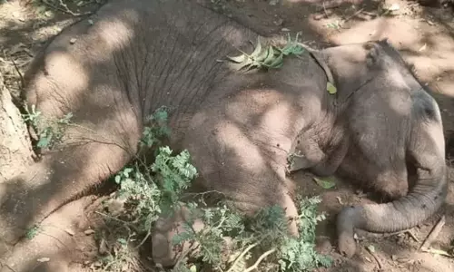 മസിനഗുഡിയില് കാട്ടാനക്കുട്ടി ചത്തു മസിനഗുഡിയില് കാട്ടാനക്കുട്ടി ചത്തു