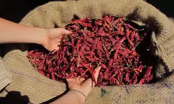 കര്‍ണാടകയില്‍ ബ്യാദ്ഗി മുളകിന്റെ വിലയില്‍ ചരിത്രകുതിപ്പ്, ക്വിന്റലിന് 89,999 രൂപ