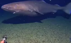 അന്റാര്ട്ടിക്കയിലെ ആഴക്കടലില് സ്രാവ്; ശാസ്ത്രലോകത്തെ അമ്പരപ്പിച്ച അപൂര്വ്വ ദൃശ്യം അന്റാര്ട്ടിക്കയിലെ ആഴക്കടലില് സ്രാവ്; ശാസ്ത്രലോകത്തെ അമ്പരപ്പിച്ച അപൂര്വ്വ ദൃശ്യം