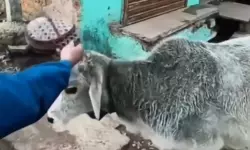 പശുവിന് മുസ് ലിം തൊപ്പി ധരിപ്പിച്ച് തമാശ വീഡിയോ;  പ്രായപൂര്‍ത്തിയാവാത്ത വിദ്യാര്‍ഥികള്‍ക്കെതിരേ കേസെടുത്തു (വീഡിയോ)