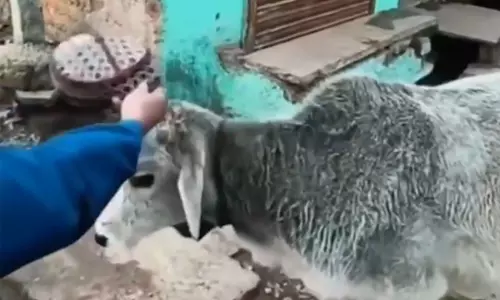 പശുവിന് മുസ് ലിം തൊപ്പി ധരിപ്പിച്ച് തമാശ വീഡിയോ;  പ്രായപൂര്‍ത്തിയാവാത്ത വിദ്യാര്‍ഥികള്‍ക്കെതിരേ കേസെടുത്തു (വീഡിയോ)