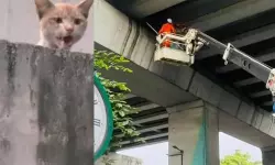 കൊച്ചി മെട്രോ പില്ലറില് കുടുങ്ങിയ പൂച്ചയെ രക്ഷിച്ചു കൊച്ചി മെട്രോ പില്ലറില് കുടുങ്ങിയ പൂച്ചയെ രക്ഷിച്ചു