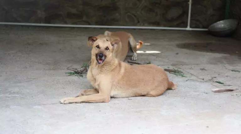 ആലപ്പുഴയില് മൂന്ന് വയസുകാരന്റെ ചെറുവിരല് കടിച്ചെടുത്ത് തെരുവ് നായ ആലപ്പുഴയില് മൂന്ന് വയസുകാരന്റെ ചെറുവിരല് കടിച്ചെടുത്ത് തെരുവ് നായ