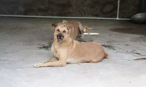 ആലപ്പുഴയില്‍ മൂന്ന് വയസുകാരന്റെ ചെറുവിരല്‍ കടിച്ചെടുത്ത് തെരുവ് നായ