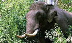 ആതിരപ്പിള്ളിയില്‍ കാട്ടാന ആക്രമണത്തില്‍ മധ്യവയസ്‌കന്‍ കൊല്ലപ്പെട്ടു