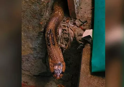 നിലമ്പൂരിലെ അങ്കണവാടിയില് നിന്ന് മൂര്ഖന് പാമ്പിനെ പിടികൂടി നിലമ്പൂരിലെ അങ്കണവാടിയില് നിന്ന് മൂര്ഖന് പാമ്പിനെ പിടികൂടി