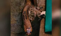 നിലമ്പൂരിലെ അങ്കണവാടിയില്‍ നിന്ന് മൂര്‍ഖന്‍ പാമ്പിനെ പിടികൂടി