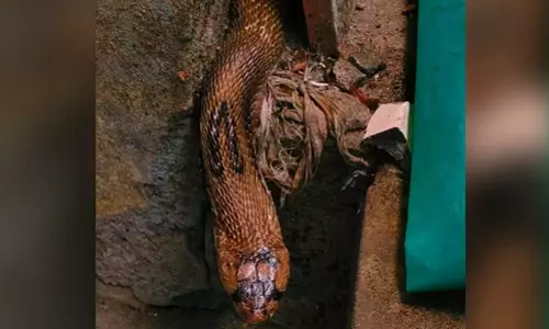 നിലമ്പൂരിലെ അങ്കണവാടിയില്‍ നിന്ന് മൂര്‍ഖന്‍ പാമ്പിനെ പിടികൂടി