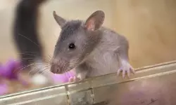 മോര്‍ച്ചറിയില്‍ സൂക്ഷിച്ച മൃതദേഹം എലികള്‍ കടിച്ചുകീറിയതായി പരാതി