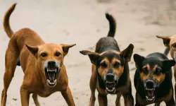 തൃശൂര്‍ എരുമപ്പെട്ടിയില്‍ കിടപ്പുരോഗിയായ വയോധികയെ തെരുവുനായ കടിച്ചു കൊന്നു