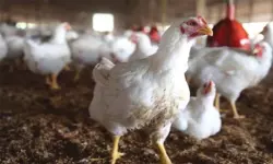 കോഴിയിറച്ചി വില വര്‍ധന: സര്‍ക്കാര്‍ അടിയന്തരമായി ഇടപെടണമെന്ന് മഞ്ജുഷ മാവിലാടം