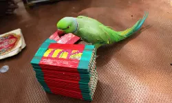 ജ്യോല്‍സ്യനെ വിശ്വസിച്ച് ഐടി ഉദ്യോഗസ്ഥന് നഷ്ടമായത് 31 ലക്ഷം രൂപയുടെ സ്വര്‍ണാഭരണങ്ങള്‍