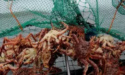 കടല്സമ്പത്ത് സംരക്ഷിക്കാന് ഇന്ന് മുതല് ബഹ്റയ്നില് ഞണ്ട് പിടിത്തത്തിന് വിലക്ക് കടല്സമ്പത്ത് സംരക്ഷിക്കാന് ഇന്ന് മുതല് ബഹ്റയ്നില് ഞണ്ട് പിടിത്തത്തിന് വിലക്ക്