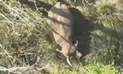 സുല്‍ത്താന്‍ബത്തേരിയില്‍ ഭീതിപരത്തിയ മുട്ടികൊമ്പന്‍ കാട്ടാനയെ മയക്കുവെടി വച്ചു