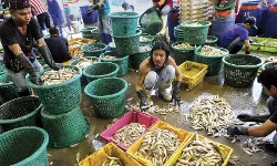 ഡീസല് വില വര്ധന; തായ്ലന്ഡിലെ മല്സ്യബന്ധന വ്യവസായം തകര്ച്ചയുടെ വക്കില് ഡീസല് വില വര്ധന; തായ്ലന്ഡിലെ മല്സ്യബന്ധന വ്യവസായം തകര്ച്ചയുടെ വക്കില്