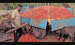 തക്കാളിക്ക് വിലപതനം; കർഷകർ ദുരിതത്തിൽ, കന്നുകാലികൾക്ക് തീറ്റയായി വിളവ്