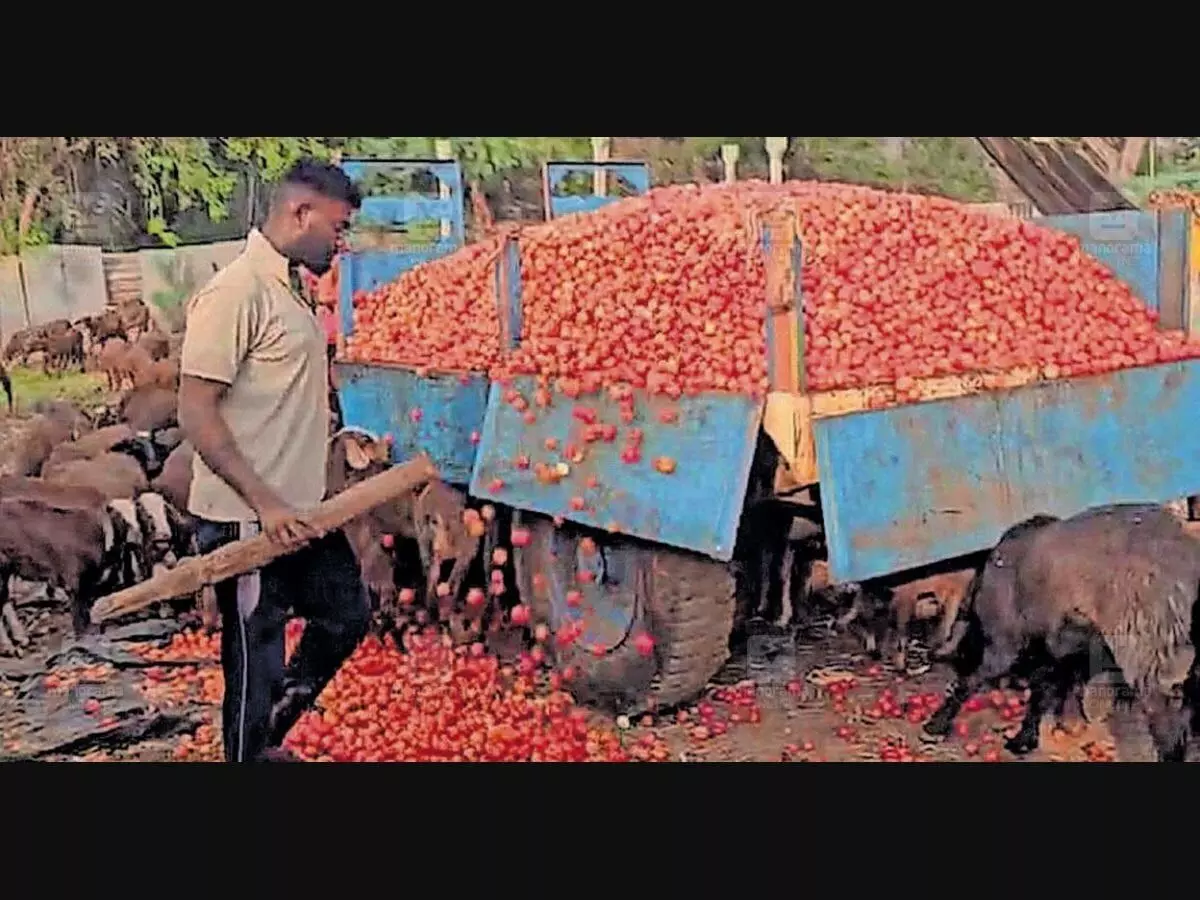 വില ഇടിഞ്ഞ് തക്കാളി ; കർഷകർ ദുരിതത്തിൽ, കന്നുകാലികൾക്ക് തീറ്റയായി വിളവ് വില ഇടിഞ്ഞ് തക്കാളി ; കർഷകർ ദുരിതത്തിൽ, കന്നുകാലികൾക്ക് തീറ്റയായി വിളവ്