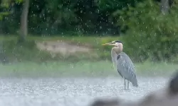 കേരളത്തില്‍ ഇന്നും ഒറ്റപ്പെട്ട മഴയ്ക്ക് സാധ്യത: കേന്ദ്ര കാലാവസ്ഥ വകുപ്പ്