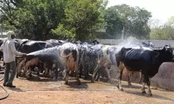 ഉയര്‍ന്ന താപനില; വളര്‍ത്തു മൃഗങ്ങളുടെ സംരക്ഷണത്തിനായി പ്രത്യേക ജാഗ്രത നിര്‍ദ്ദേശം