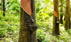 അന്താരാഷ്ട്ര വിപണിയില്‍ റബ്ബര്‍ വില കുതിച്ചുയരുന്നു