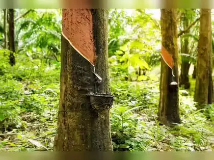 അന്താരാഷ്ട്ര വിപണിയില് റബ്ബര് വില കുതിച്ചുയരുന്നു അന്താരാഷ്ട്ര വിപണിയില് റബ്ബര് വില കുതിച്ചുയരുന്നു