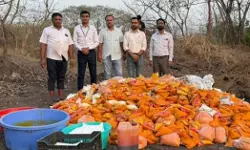 മായം കലര്‍ന്ന 3,800 കിലോ മാംഗോ പള്‍പ്പ് പിടിച്ചെടുത്ത് നശിപ്പിച്ച് എഫ്ഡിഎ