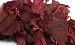 ഫ്രിഡ്ജില്‍ സൂക്ഷിച്ച ചീര കഴിച്ചു; നാലു പേര്‍ക്ക് ഭക്ഷ്യവിഷബാധ