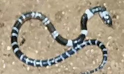 മരുന്നുകളോട് അനുകൂലമായി പ്രതികരിക്കുന്നു; പാമ്പുകടിയേറ്റ അനോഷിന്റെ ആരോഗ്യ നില മെച്ചപ്പെടുന്നു