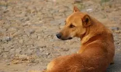 അമ്മയോടൊപ്പം വീടിന് പുറത്തിറങ്ങിയ നാല് വയസ്സുകാരനെ തെരുവ് നായ കടിച്ചു കീറി; നായയെ ചത്ത നിലയില്‍ കണ്ടെത്തി