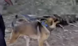 തൃശൂര്‍ വെടിക്കെട്ട് പുരയിലെ അപകടം: കഡാവര്‍ നായ്ക്കളെ ഉപയോഗിച്ചുള്ള പരിശോധനയില്‍ ശരീരഭാഗം കണ്ടെത്തി