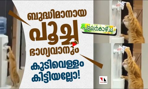 ഈ പൂച്ച ആളു കൊള്ളാമല്ലേ?