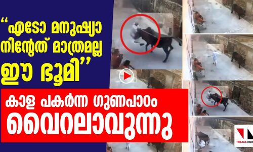 ഈ കാള പഠിപ്പിക്കുന്നു; മനുഷ്യന്റേത് മാത്രമല്ല ഭൂമിയെന്ന്