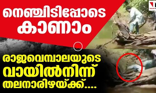 ഇതാ ഇവര്‍ രക്ഷപ്പെടുന്നു; രാജവെമ്പാലയുടെ വായില്‍നിന്ന് തലനാരിഴയ്ക്ക്...