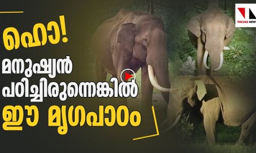 ഇനിയില്ല നാട്ടുകാര്‍ക്ക് ആ കാട്ടാന സ്‌നേഹം