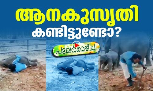 ആനകുസൃതി എന്നുപറഞ്ഞാല്‍ ഇതാവും അല്ലേ?