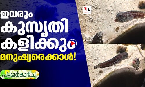 ഇവരും കുസൃതി കളിക്കും നമ്മുടെ മക്കളെ പോലെ!