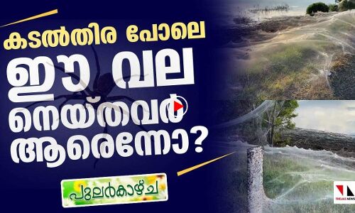 കടല്‍തിര പോലെ വലനെയ്ത് ഇത്തിരി കുഞ്ഞന്‍മാര്‍