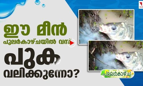പുക ഊതുന്ന മീനോ?