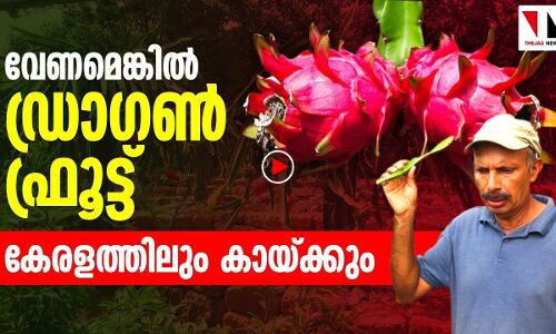 മലപ്പുറത്തൊരു ഡ്രാഗൺ ഫ്രൂട്ട് കൃഷി