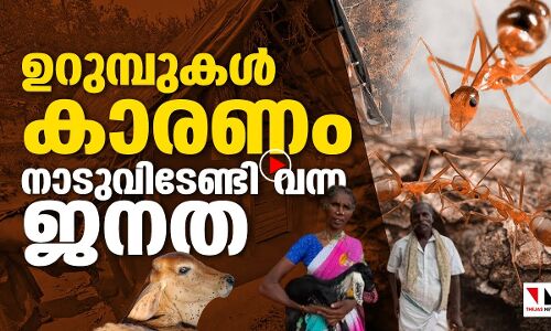 ഉറുമ്പുകള്‍ കാരണം നാടുവിടേണ്ടി വന്ന ജനത